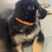 Orange boy GS, a male German Shepherd Dog for sale in Taunton, MA – Photo 5 of 9