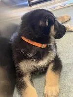 Orange boy GS, a male German Shepherd Dog for sale in Taunton, MA – Photo 5 of 9