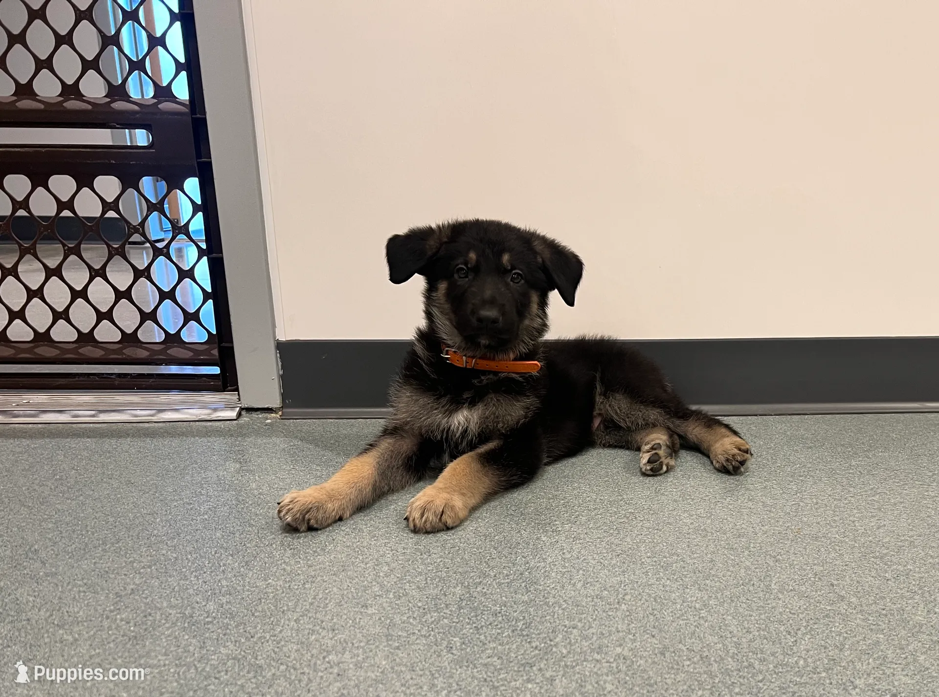 Orange boy GS, a male German Shepherd Dog for sale in Taunton, MA – Photo 9 of 9