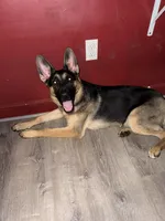 Chopper , a male German Shepherd Dog for sale in Taunton, MA – 3 of 8