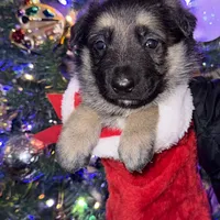 Yellow male GS, a male German Shepherd Dog for sale in Taunton, MA – Photo 1 of 10