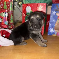 Yellow male GS, a male German Shepherd Dog for sale in Taunton, MA – Photo 4 of 10