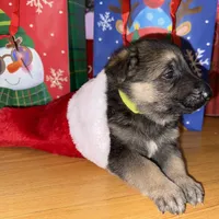 Yellow male GS, a male German Shepherd Dog for sale in Taunton, MA – Photo 6 of 10