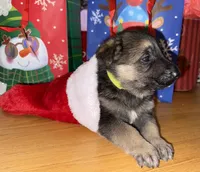 Yellow male GS, a male German Shepherd Dog for sale in Taunton, MA – Photo 6 of 10