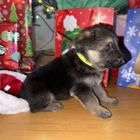 Yellow male GS, a male German Shepherd Dog for sale in Taunton, MA – Photo 3 of 10