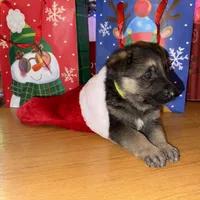 Yellow male GS, a male German Shepherd Dog for sale in Taunton, MA – Photo 2 of 10