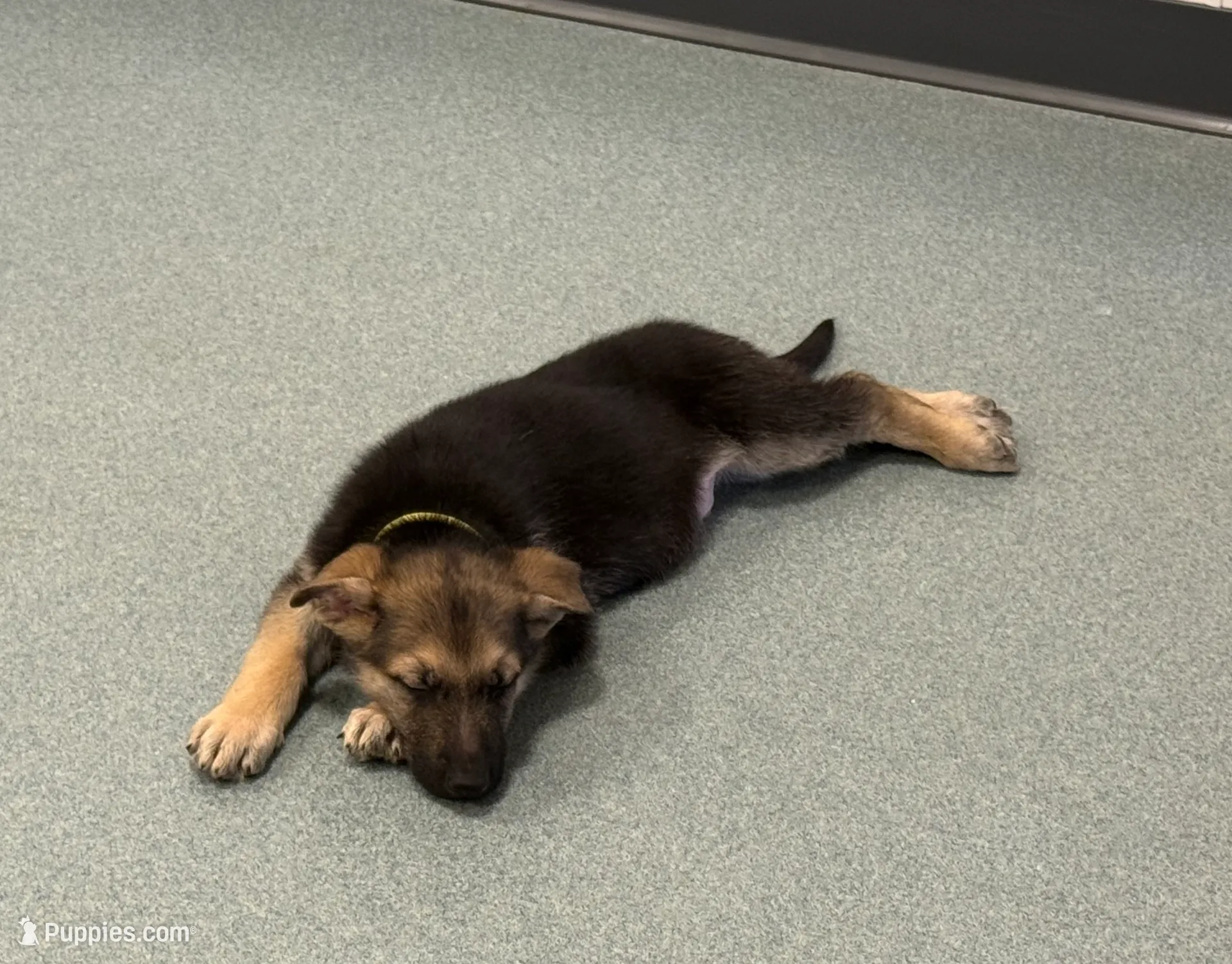 Yellow male GS, a male German Shepherd Dog for sale in Taunton, MA – Photo 8 of 10