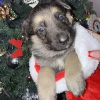 Yellow male GS, a male German Shepherd Dog for sale in Taunton, MA – Photo 7 of 10