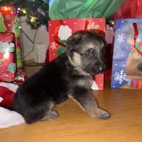 Yellow male GS, a male German Shepherd Dog for sale in Taunton, MA – Photo 5 of 10