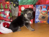 Yellow male GS, a male German Shepherd Dog for sale in Taunton, MA – Photo 5 of 10