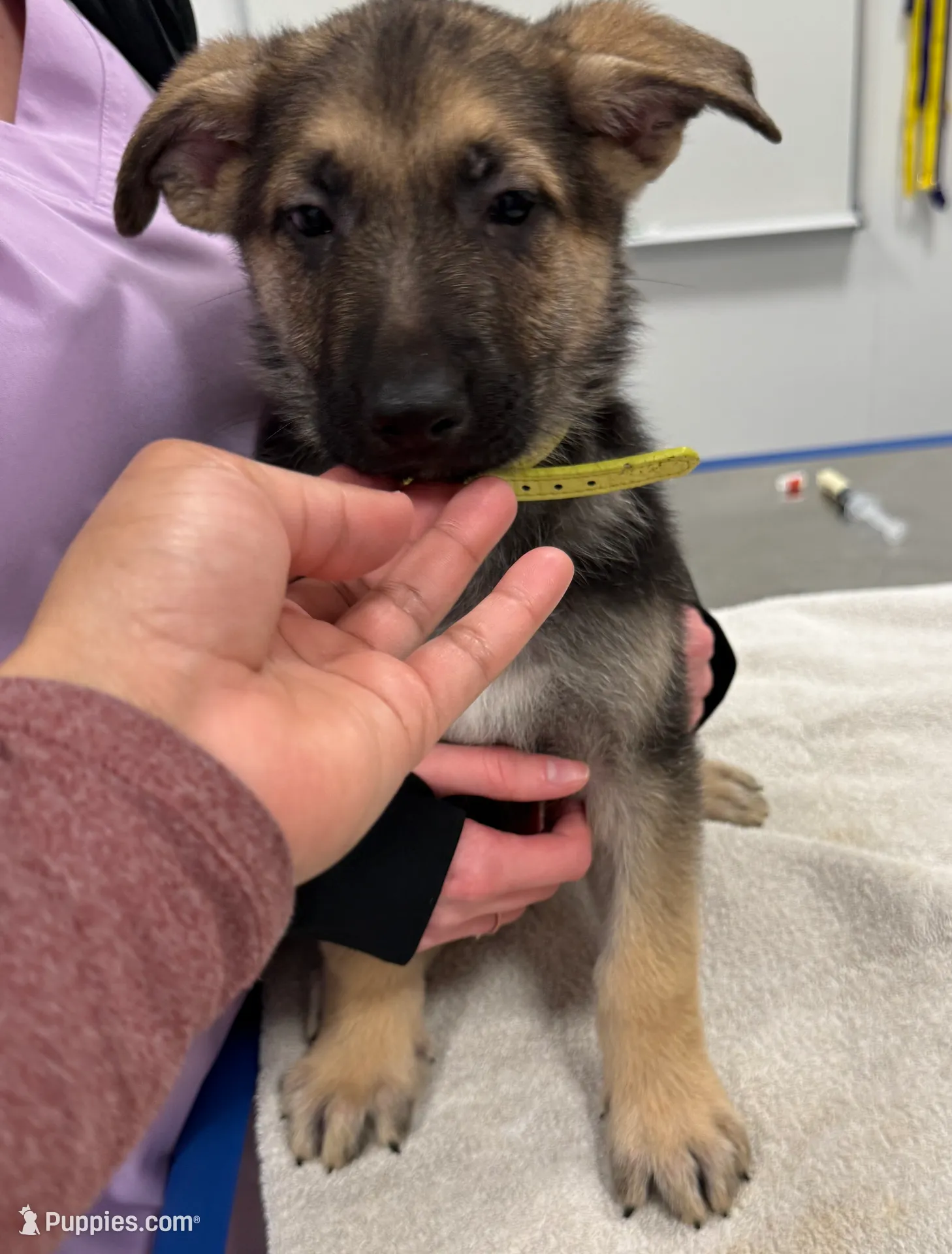 Yellow male GS, a male German Shepherd Dog for sale in Taunton, MA – Photo 9 of 10