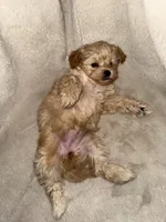 Blondie Girl, a female Yorkshire Terrier and Poodle - Toy  for sale in Taunton, MA – 3 of 4