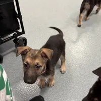 Pink girl GS, a female German Shepherd Dog for sale in Taunton, MA – Photo 8 of 10