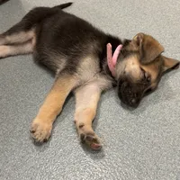 Pink girl GS, a female German Shepherd Dog for sale in Taunton, MA – Photo 10 of 10