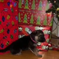Pink girl GS, a female German Shepherd Dog for sale in Taunton, MA – Photo 2 of 10