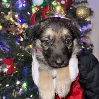 Pink girl GS, a female German Shepherd Dog for sale in Taunton, MA – Photo 5 of 10