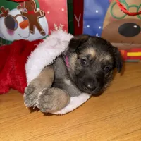 Pink girl GS, a female German Shepherd Dog for sale in Taunton, MA – Photo 7 of 10