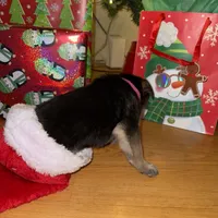 Pink girl GS, a female German Shepherd Dog for sale in Taunton, MA – Photo 4 of 10