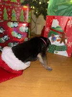 Pink girl GS, a female German Shepherd Dog for sale in Taunton, MA – Photo 4 of 10