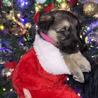 Pink girl GS, a female German Shepherd Dog for sale in Taunton, MA – Photo 3 of 10