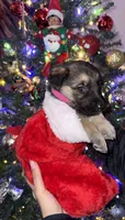 Pink girl GS, a female German Shepherd Dog for sale in Taunton, MA – Photo 3 of 10