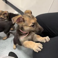 Pink girl GS, a female German Shepherd Dog for sale in Taunton, MA – Photo 9 of 10