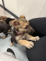 Pink girl GS, a female German Shepherd Dog for sale in Taunton, MA – Photo 9 of 10