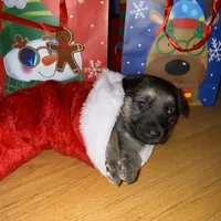 Pink girl GS, a female German Shepherd Dog for sale in Taunton, MA – Photo 6 of 10