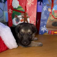 Pink girl GS, a female German Shepherd Dog for sale in Taunton, MA – Photo 1 of 10