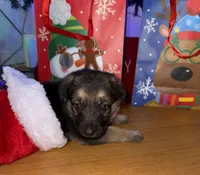 Pink girl GS, a female German Shepherd Dog for sale in Taunton, MA – Photo 1 of 10