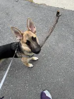 Bizkit, a male German Shepherd Dog for sale in Taunton, MA – 4 of 6