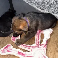 Purple GS female, a female German Shepherd Dog for sale in Taunton, MA – Photo 2 of 9