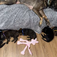 Purple GS female, a female German Shepherd Dog for sale in Taunton, MA – Photo 9 of 9