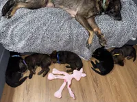 Purple GS female, a female German Shepherd Dog for sale in Taunton, MA – Photo 9 of 9