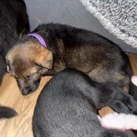 Purple GS female, a female German Shepherd Dog for sale in Taunton, MA – Photo 6 of 9