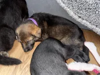 Purple GS female, a female German Shepherd Dog for sale in Taunton, MA – Photo 6 of 9