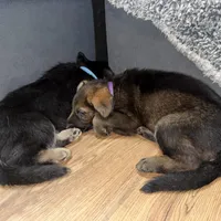 Purple GS female, a female German Shepherd Dog for sale in Taunton, MA – Photo 7 of 9