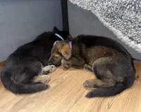 Purple GS female, a female German Shepherd Dog for sale in Taunton, MA – Photo 7 of 9