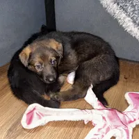 Purple GS female, a female German Shepherd Dog for sale in Taunton, MA – Photo 4 of 9