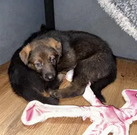 Purple GS female, a female German Shepherd Dog for sale in Taunton, MA – Photo 4 of 9