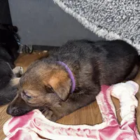Purple GS female, a female German Shepherd Dog for sale in Taunton, MA – Photo 1 of 9