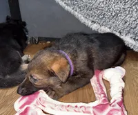 Purple GS female, a female German Shepherd Dog for sale in Taunton, MA – Photo 1 of 9