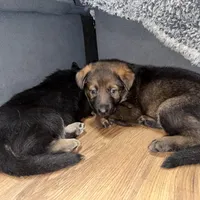 Purple GS female, a female German Shepherd Dog for sale in Taunton, MA – Photo 5 of 9