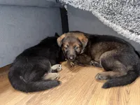 Purple GS female, a female German Shepherd Dog for sale in Taunton, MA – Photo 5 of 9