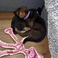 Purple GS female, a female German Shepherd Dog for sale in Taunton, MA – Photo 8 of 9