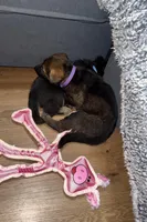 Purple GS female, a female German Shepherd Dog for sale in Taunton, MA – Photo 8 of 9