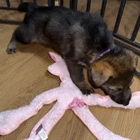 Purple GS female, a female German Shepherd Dog for sale in Taunton, MA – Photo 3 of 9