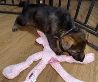 Purple GS female, a female German Shepherd Dog for sale in Taunton, MA – Photo 3 of 9