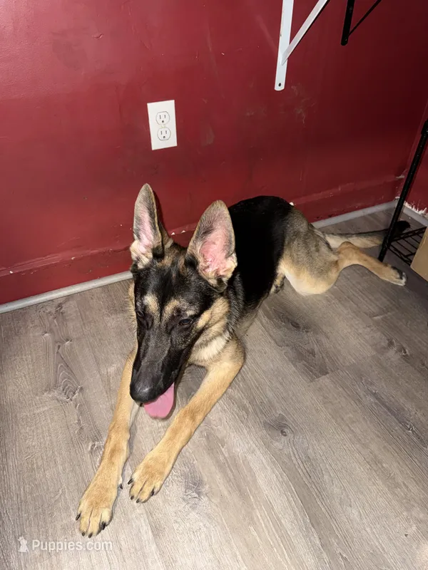 Chopper  – German Shepherd Dog puppy for sale in Taunton, MA