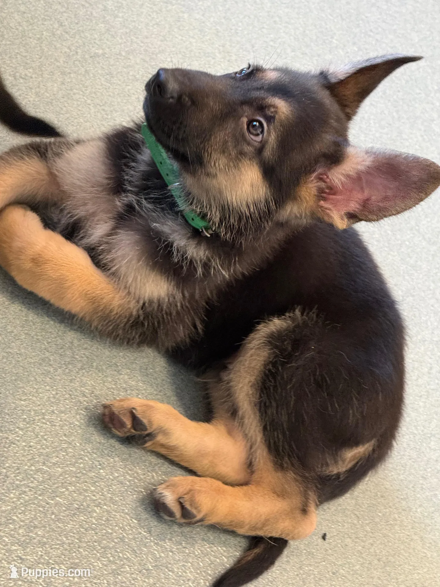 Green collar male, a male German Shepherd Dog for sale in Taunton, MA – Photo 3 of 3